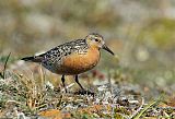 Red Knot